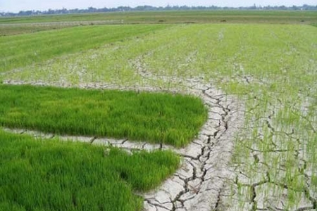 Ứng phó xâm nhập mặn ở ĐBSCL và hạn hán, cháy rừng ở khu vực Nam Trung Bộ và Đông Nam Bộ