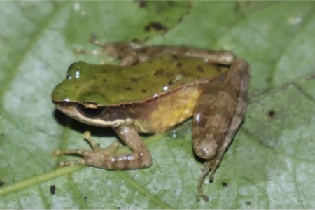 Phát hiện loài ếch suối mới tại Vườn Quốc gia Vũ Quang