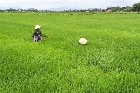 Thanh Hóa phê duyệt vùng quy hoạch hơn 24.000 ha trồng lúa năng suất, chất lượng cao