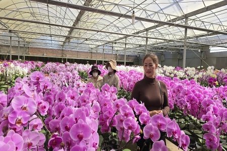 Lâm Đồng: Giữ vững thương hiệu hoa Đà Lạt trước áp lực hoa nhập khẩu