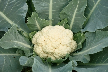 8 nhóm thực phẩm người trên 55 tuổi nên bổ sung mỗi ngày để duy trì sức khỏe bền vững