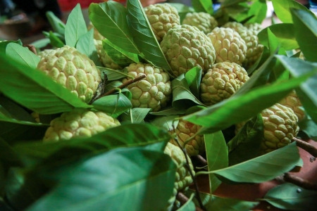 Lạng Sơn nâng cao hiệu quả đầu tư phát triển nông nghiệp theo hướng bền vững, hiện đại