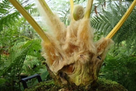 Công bố hạn ngạch xuất khẩu quốc tế đối với các loài Cẩu tích, Ráng gỗ năm 2026