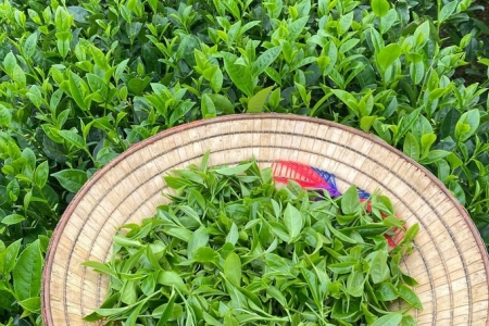 Xuất khẩu chè: Nâng chuẩn chất lượng, kiến tạo giá trị