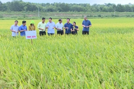 Thanh Hóa quy hoạch hơn 24.000 ha lúa chất lượng cao, nâng giá trị sản xuất nông nghiệp
