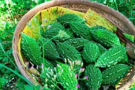 Loại quả có vị đắng khó ăn nhưng lại hỗ trợ chức năng gan cực hiệu quả