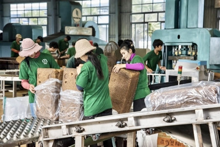 Ngành cao su Gia Lai thích ứng tiêu chuẩn xanh, chủ động vào “luật chơi” mới của EU