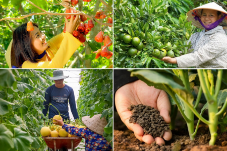 Nông sản hữu cơ: Con đường nâng tầm giá trị cho nông nghiệp Việt