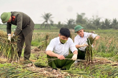 Đoàn thanh niên Công an xã Nam An Phụ xung kích xuống đồng giúp dân thu hoạch cây vụ Đông