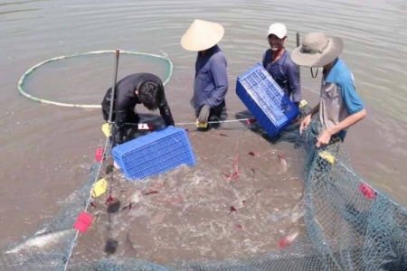 Tây Ninh bảo đảm sản xuất nuôi trồng thủy sản phát triển ổn định, bền vững