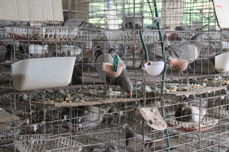 Bắc Ninh: Ngăn chặn, xử lý vận chuyển, buôn bán giống vật nuôi, sản phẩm giống vật nuôi nhập lậu