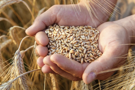 Nguồn cung lúa mì toàn cầu niên vụ 2025/26 dự báo đạt 837,8 triệu tấn