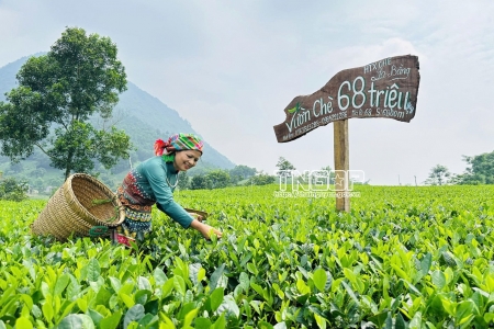 Thái Nguyên triển khai kế hoạch phát triển ngành chè giai đoạn 2025 - 2030