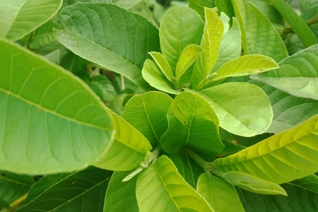 Lá ổi có tác dụng gì? Những lợi ích tốt cho sức khỏe ít người biết