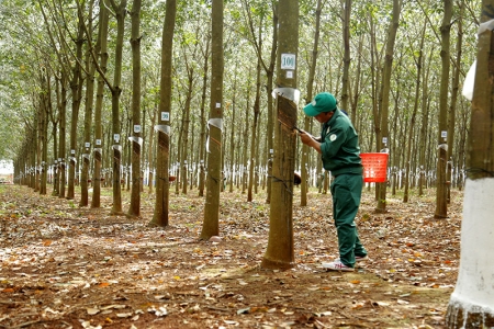 Giá cao su hôm nay 13/3: Tăng nhẹ trên các sàn giao dịch châu Á
