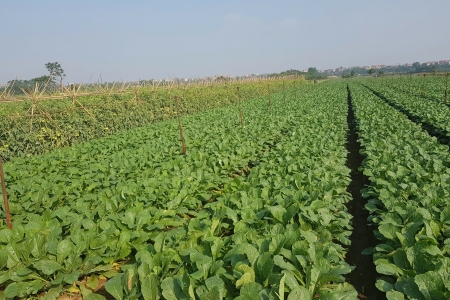 Nông nghiệp xanh góp phần hình thành vành đai sinh thái cho Thủ đô