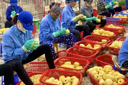 Thanh Hóa: Hoạt động chế biến sản phẩm nông nghiệp được chú trọng và đạt nhiều kết quả tích cực