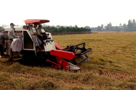 Cần Thơ: Viện trợ 15 tỷ cho dự án Phát triển chuỗi giá trị lúa gạo…