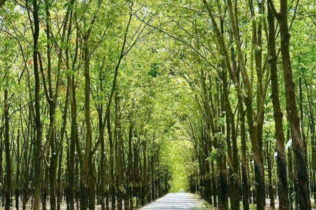 Giá cao su hôm nay 19/3: Đồng loại giảm trên các sàn giao dịch châu Á