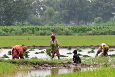 Thị trường nhập khẩu gạo lớn nhất của Việt Nam xuất hiện động thái bất ngờ