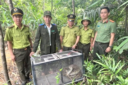 Đà Nẵng: Người dân phường An Khê phát hiện trăn gấm quý hiếm gần 16 kg bò vào khu dân cư