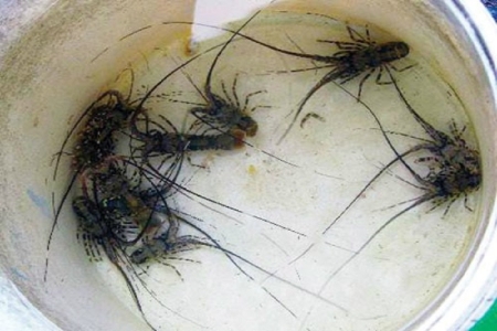 Lâm Đồng: Về làng chài xem ngư dân bẫy tôm hùm con