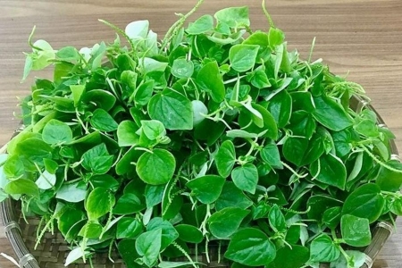 Loài rau dại quen thuộc chứa nguồn dinh dưỡng quý