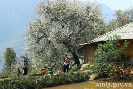 Sơn La: Rực rỡ sắc xuân tại Ngày hội hoa sơn tra Ngọc Chiến