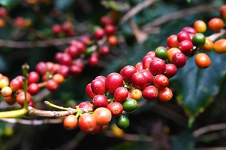 Xuất khẩu cà phê Robusta chiếm ưu thế tuyệt đối trong cơ cấu sang thị trường Nhật Bản