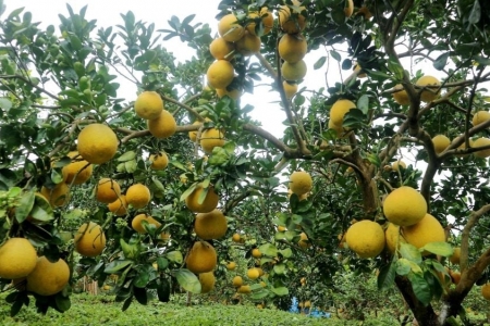 Phú Thọ đẩy mạnh cấp mã số vùng trồng, tạo “tấm vé” cho nông sản vươn xa