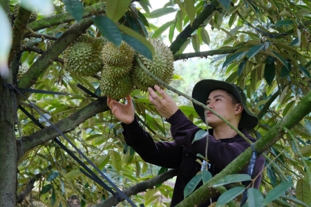Lâm Đồng siết chặt kiểm soát dư lượng hóa chất trong nông sản xuất khẩu