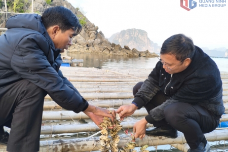 Quảng Ninh đồng bộ trong quy hoạch, sắp xếp nuôi trồng thủy sản biển
