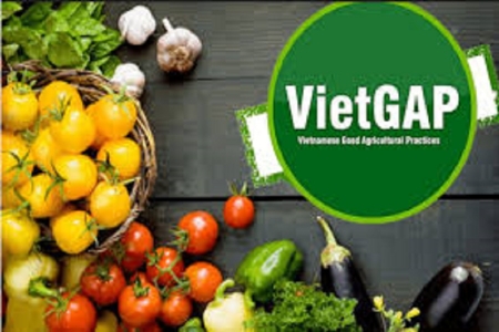 Lâm Đồng “bơm lực” cho nông nghiệp sạch: Mạnh tay hỗ trợ VietGAP, hữu cơ giai đoạn 2026–2030