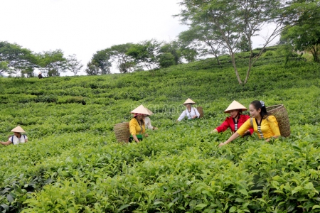 Đến năm 2030, Lào Cai phấn đấu tăng trưởng giá trị sản xuất nông nghiệp đạt từ 5%/năm trở lên