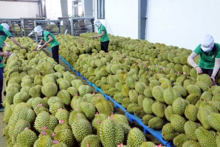 Giá sầu riêng hôm nay 29/3: Tiếp tục lao dốc