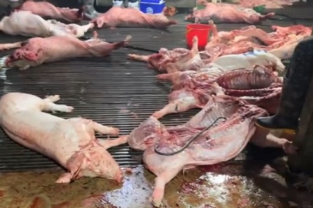 Bóc trần thủ đoạn của các đối tượng trong đường dây tiêu thụ gần 300 tấn thịt heo nhiễm bệnh tại Hà Nội