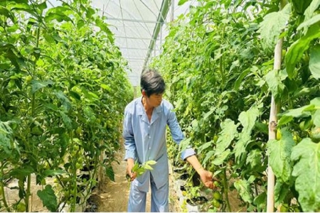 Nông dân Lâm Đồng tiên phong chuyển đổi nông nghiệp công nghệ cao