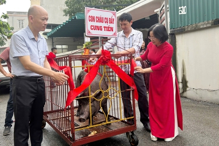 Độc đáo lễ tế và rước lợn đen ở Bắc Ninh