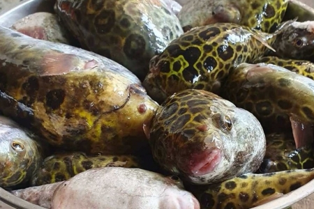 Bộ Y tế cảnh báo tuyệt đối không ăn cá nóc sau 3 ca ngộ độc ở Cần Thơ