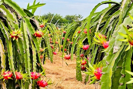 Lâm Đồng: Phát triển sở hữu trí tuệ – Đòn bẩy nâng tầm sản phẩm lợi thế địa phương