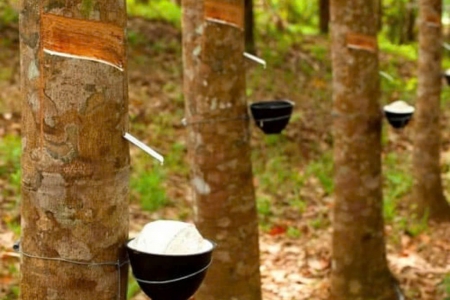 Giá cao su hôm nay 2/4: Biến động trái chiều