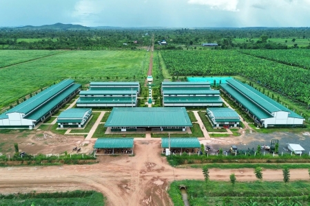 HAGL Agrico lỗ lũy kế hơn 10.000 tỷ đồng, đối mặt áp lực hoạt động liên tục