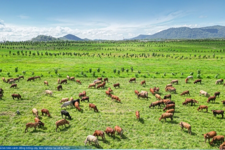 THACO cam kết phát triển nông nghiệp bền vững tại Gia Lai, hướng đến chuỗi giá trị toàn cầu