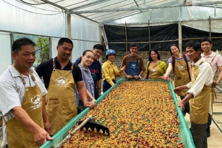 Quảng Trị chuẩn bị chuỗi sự kiện kỷ niệm 100 năm cà phê Khe Sanh