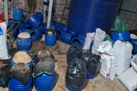 Hơn 500 tấn giá đỗ chứa chất độc bị tuồn ra thị trường bán cho người dân