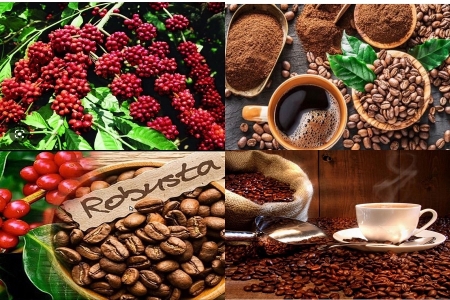 Thoát “bẫy xuất thô”, cà phê Lâm Đồng tăng tốc vào chuỗi giá trị cao