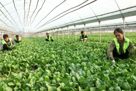 Thắp sáng tinh thần hợp tác – Khơi dậy khát vọng phát triển kinh tế tập thể