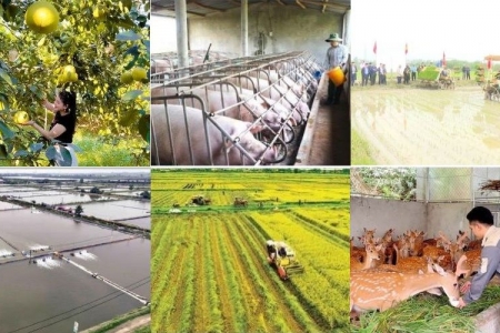 Hà Tĩnh: Nâng cao hiệu quả đầu tư phát triển nông nghiệp giai đoạn 2026 - 2030