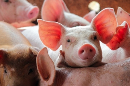 Giá heo hơi hôm nay 8/4: Tăng nhẹ