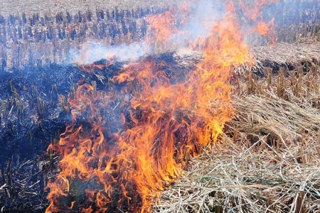 Hà Nội siết chặt xử lý đốt rơm rạ, rác thải tự phát: Quy trách nhiệm người đứng đầu địa phương